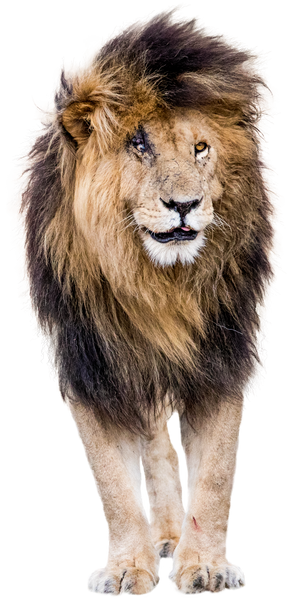 African Male Lion with Scars